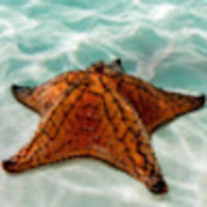 Meet your Posher, Angie